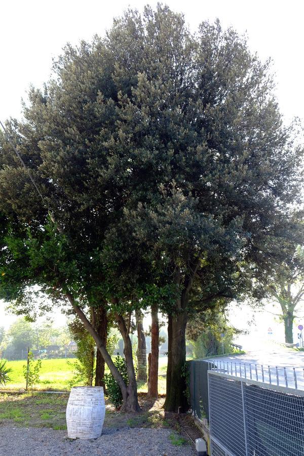 Il Leccio Bed and Breakfast San Lazzaro di Savena Buitenkant foto